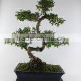 Indoor Plant Sageretia 30cm Art thumbnail-1