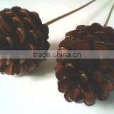Vernish Pine Cone On Stem thumbnail-1