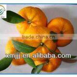 Mini Size Baby Juicy Orange thumbnail-3