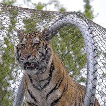 Zoo-specific Ecological Mesh/Tiger Enclosure Mesh/hand-woven Stainless Steel Rope Mesh thumbnail-3