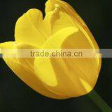 Color Cheapest High Quality Fresh Tulip thumbnail-3