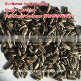 Sunflower Seeds 5009 24/64 26/68 thumbnail-3