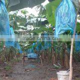 VIETNAM BEST QUALITY FRESH CAVENDISH BANANA thumbnail-3