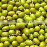 New Crop Thailand Green Mung Beans Machine Cleaned thumbnail-1
