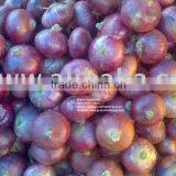 Fresh Indian Red Onion (Nashik / Pune) RED ONION FOR GULF COUNTRIES