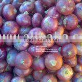 Fresh Indian Red Onion (Nashik / Pune) RED ONION FOR GULF COUNTRIES thumbnail-1