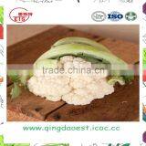 A Grade Hot Sale Fresh Cauliflower From Shandong Province thumbnail-1