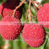 Canned Lychees in Light Syrup 567g thumbnail-1