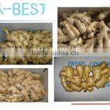 Chinese Cheaper Fresh Ginger thumbnail-5