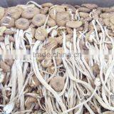 Green Healthy Dried Smooth Mushroom for Sale thumbnail-2