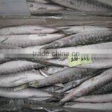 Frozen Baracuda thumbnail-1