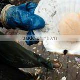 Live Pacific Scallop thumbnail-3