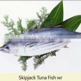 Skipjack Tuna thumbnail-3