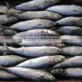 Frozen Bonito Tuna thumbnail-1