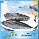 Hot Selling Without Faure Marin Bonito For Tuna Canning thumbnail-4
