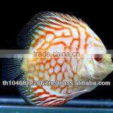 Discus Fish Farm for Sale and Export thumbnail-5