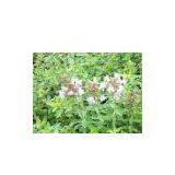 Thymus Mongolicus thumbnail-1
