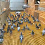 Pultrusion of Fiberglass Reinforced Plastic Grille/grating thumbnail-2