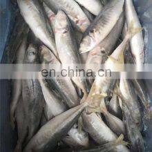 China Round Scad Frozen Round Scad Small Eye Horse Mackerel Fish thumbnail-5