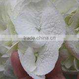 Wide Varieties Best Selling Fresh Hydrangea Flower thumbnail-4