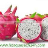 Vietnam Dragon Fruit With High Quality and Best Price