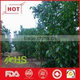 Juglans Regia L. Planted in China thumbnail-1