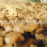 Best Price Ginger Viet Nam 2014 thumbnail-2