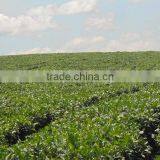 Moc Chau Son La OP Green Tea thumbnail-1