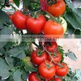 Linong Vegetable Seeds,seeds for Planting,good Quality Vegetable Seeds