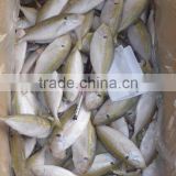 wholesale mackeral horse and fish on sale