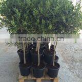 Olea Europaea thumbnail-2