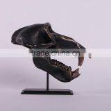 Chacma Baboon Skull on Base thumbnail-1