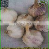 Fresh Ginger for China/air Dry Ginger thumbnail-6