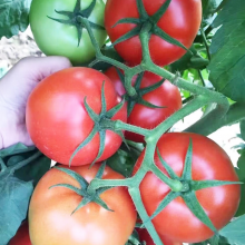 Chinese Vegetable Seeds Tomato Seed for Greenhouse f1 Tomato Seeds thumbnail-3