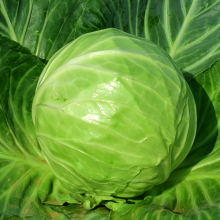 200pcs NON-GMO High Germination Green Red Cabbage Seeds Packet for Planting thumbnail-2