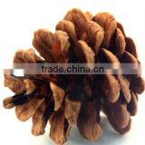 100% Christmas Natural Pine Cone For Decorative