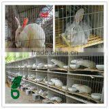 Rabbit Cage Design With Feeder and Drinker thumbnail-1