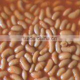 white kidney beans in tomato sauce