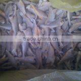 Zhoushan Farming Headless Frozen Small Croaker thumbnail-4