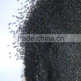 Basilikum thumbnail-5