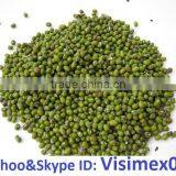 HIGH QUALITY GREEN MUNG BEAN (website&Yahoo: Visimex06) thumbnail-1