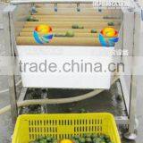 China Industrial Automatic Orange and Citrus Washing Machine thumbnail-5