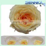 Luxury White With Orange Preserved Austin Rose Flower Head Preserved Flower Arrangement thumbnail-6