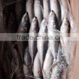 AAA QAULITY Frozen PACIFIC Mackerel thumbnail-5