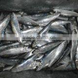 Hot Sale Superior Quality Sardine for Bait on Sale thumbnail-4