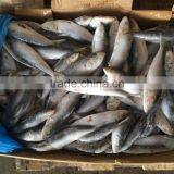 New Fresh Land Frozen Delicious Trawling Sardina thumbnail-2