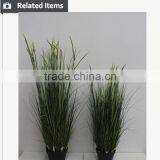 Natural Green Papyrus Scirpus Validus Potted Onion Grass thumbnail-5