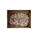 Pure White Fresh Garlic thumbnail-2