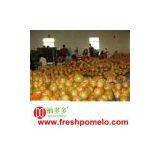 Zhangzhou Youduoduo Fruit Co.,ltd. company overview - view 1 thumbnail