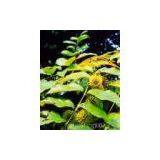 Gambir Extract(rossonl@huacheng-biotech.com)